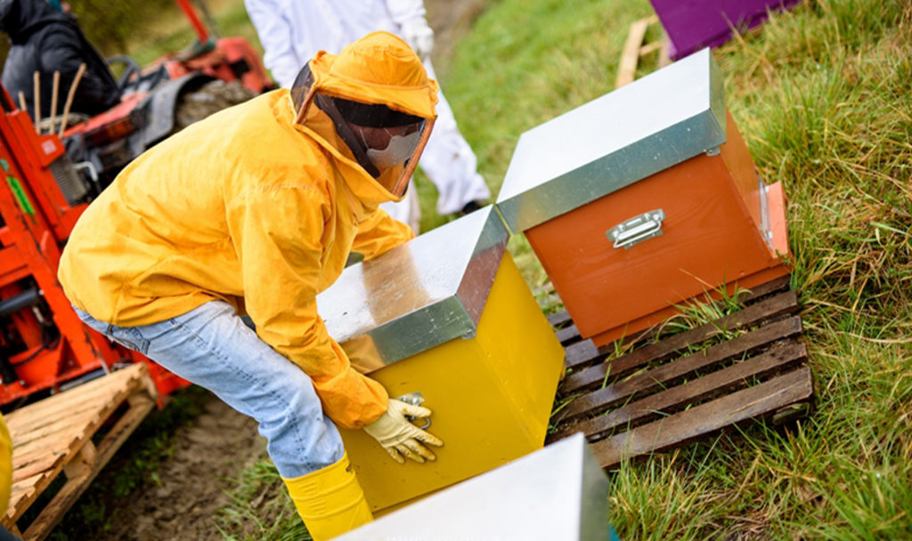 strumenti finanziari a sostegno dell'apicoltura-castel del giudice isernia