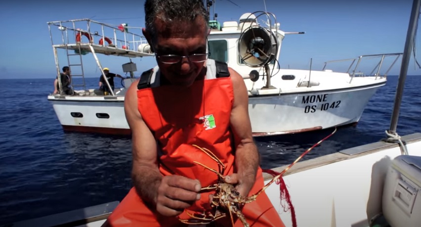 Piccole aragoste crescono (m)