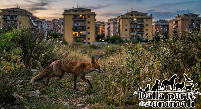 Volpe selvatica in un'area urbana, simbolo della convivenza tra fauna selvatica e città